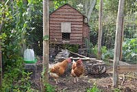 Chickens in a cage in the garden