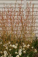 Narcissi underplanting Cornus Winter Beauty