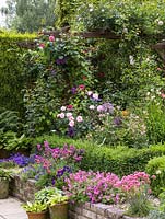Wood pergola and planting of Rosa Morning Jewel, Clematis The President, Rosa New Dawn. Box-edged bed with Rosa Octavia Hill, Allium cristophii, aquilegia. Front - sea pinks, hardy geranium.