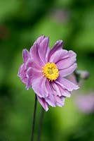 Anemone hupehensis, a double flowered anemone which flowers from mid to late summer.