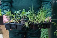 Gardener holding leek and broccoli plants before planting - April - Oxfordshire