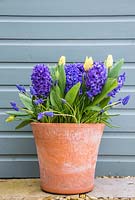 Multi layered bulb container with Muscari armeniacum, Hyacinthus orientalis 'Delft Blue' and Tulip 'Sunny Prince' in bloom