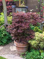 Acer palmatum Shirazz, a red leaved, deciduous maple tree