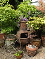 Arrangement of chimera and old metal wheel amongst pots of acers. Behind, Clematis Carnaby.