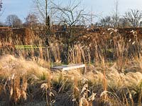 Midwinter grass beds with various miscanthus, Stipa tenuissima and Calamagrostis x acutiflora Overdam and Karl Foerster. Behind, hornbeam hedge and distant trees.