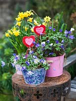 Winter containers of Anemone blanda and daffodils, with felt hearts for Valentine's Day.