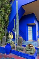 Collection of cacti against the blue walls at Jardin Majorelle, Yves Saint Laurent garden 