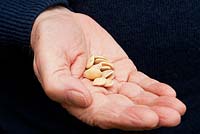 Mans hand holding pumpkin seeds - variety Potimarron, ready for planting in late spring