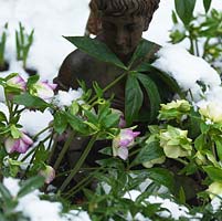Helleborus x hybridus, an Ashwood garden hybrid with an upright habit. Statue looking down on flowers