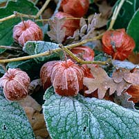 Physalis alkekengi - Frost covers orange Chinese lanterns and autumn oak leaves.