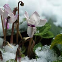 Cyclamen coum, a very hardy winter flowering tuberous perennial.