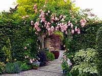 Rosa Maid of Kent, a repeat flowering floribunda rose, grows over an arch at the entrance to a contemporary paved front garden.