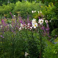 A border of contrasting textures with elegant Lilium regale, Veronicastrum virginicum, Foeniculum vulgare and hardy annual Echium.