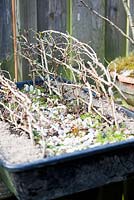 Plastic tray with two Bonsai braided hedges showing left broken technique and right bend technique.