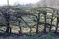 Jef Gielen made this braided hedge in broken technique.
