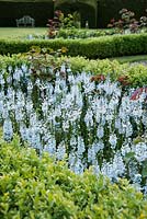 Box edged beds filled with Veronica gentianoides in the formal garden. King John's Nursery, Etchingham, East Sussex, UK