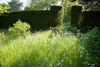 Meadow area full of long grass, buttercups, cow parsley and species roses. King John's Nursery, Etchingham, East Sussex, UK