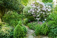 Woodland walk between clipped box, flowering rhododendrons and trees. King John's Nursery, Etchingham, East Sussex, UK