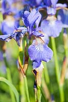 Iris sibirica. King John's Nursery, Etchingham, East Sussex, UK