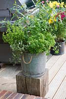 Herb planter. A galvanised steel bucket is planted with basil, golden curly oregano, variegated thyme, curly parsley, chives and Vietmanese coriander.