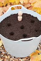 Planting Garlic 'Early Purple Wight' in a tub trug - Using a dibber, make evenly spaced holes that are 3 inches deep