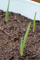 Planting Garlic 'Early Purple Wight' in a tub trug - Young shoots emerging in February