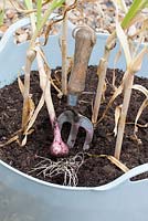 Planting Garlic 'Early Purple Wight' in a tub trug - Harvest with a hand fork in June or July, when the foliage turns brown and starts to die back