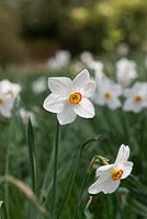 Narcissus poeticus 'Actaea' AGM