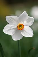 Narcissus poeticus 'Actaea' AGM

