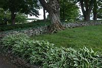 Hosta lined laneway and stone wall at White Flower Farm, Connecticut USA