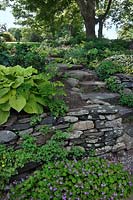White Flower Farm stone steps with hosta hybrid, geranium, corydalis