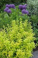 White Flower Farm Christopher Lloyd border, Allium 'Globemaster', yellow form of spirea, Cornus - variegated dogwood