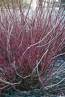 Cornus alba 'Sibirica' - Siberian dogwood with frost, AGM