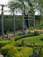 Line of pleached limes creates screen between path and main garden. Planted beneath, Carex comans Bronze and Tulipa Abu Hassan.