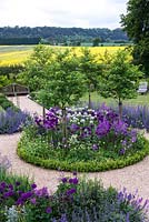 Box edged circular bed, trees are Crataegus prunifolia, white flowering hawthorn, rising above a froth of Allium 'Purple Sensation', Allium 'Mont Blanc'