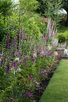 Long bed of foxgloves - Digitalis purpurea with bedding dianthus.