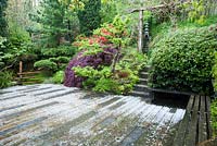 Hail stone covered deck with cloud pruned elm Ulmus x hollandica 'Jacqueline Hillier' alongside dark acer and red rhododendron around decking from which steps lead framed by timber archway supporting wisteria. The Japanese Garden and Bonsai Nursery, St.Mawgan, nr Newquay, Cornwall