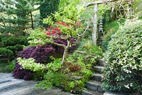 Cloud pruned elm Ulmus x hollandica 'Jacqueline Hillier' alongside dark acer and red rhododendron around decking from which steps lead framed by timber archway supporting wisteria. The Japanese Garden and Bonsai Nursery, St.Mawgan, nr Newquay, Cornwall