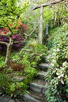 To-Doro, stupa lantern, sited on the sloping side of the garden, framed with a wisteria draped timber gateway. Cloud pruned elm Ulmus x hollandica 'Jacqueline Hillier' is on the left of the steps. The Japanese Gardenand Bonsai Nursery, St.Mawgan, nr Newquay, Cornwall 