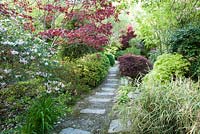Stone and gravel path though the garden framed with bamboos, acers, rhododendrons and azaleas. The Japanese Garden and Bonsai Nursery, St.Mawgan, nr Newquay, Cornwall