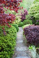 Stone and gravel path framed with acers, azaleas and clipped box. The Japanese Garden and Bonsai Nursery, St.Mawgan, nr Newquay, Cornwall 