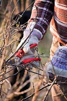 Man pruning red currants.