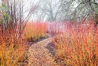Winter garden with path through Cornus sanguinea 'Midwinter Fire' - RHS Wisley