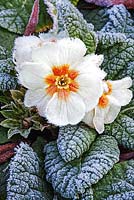 Primula vulgaris - Primrose with frost 