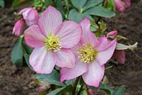 Helleborus 'Walberton's Rosemary' - Hellebore - Winter flowering