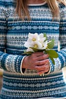 Woman holds bouquet of Christmas roses - Helleborus niger