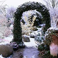 An ivy arch frames snowy view of front garden with witch hazels - Hamamelis, acer, cyclamen, iris, snowdrop, conifer, hellebore and boulders.