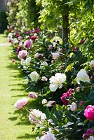 Peony border beside the pergola in the walled garden includes 'Duchesse de Nemours', 'Sarah Bernhardt', 'Dancing Butterflies' and 'Kansas'. Beaminster Manor, Beaminster, Dorset, UK