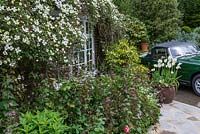 A cottage window surrounded by Clematis montana 'Alba' with a mass of Lunaria annua below.