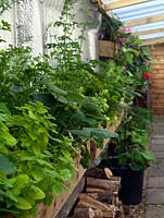 Narrow, covered side passage is planted with window boxes of herbs, strawberries and flowers. Firewood stored underneath.
